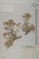 藏品(抱莖籟簫)的圖片