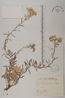 藏品(抱莖籟簫)的圖片