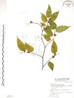 藏品(小構樹)的圖片