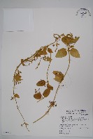 藏品(鷗蔓)的圖片