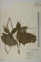 藏品(寬葉金粟蘭)的圖片