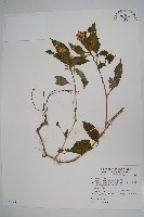 藏品(紫花鳳仙花)的圖片