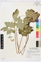 藏品(小白頭翁、野棉花)的圖片