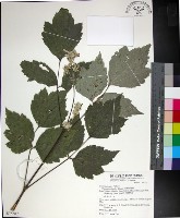 藏品(台灣牡丹藤、台灣草牡丹)的圖片