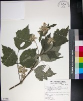 藏品(台灣牡丹藤、台灣草牡丹)的圖片