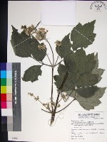 藏品(台灣牡丹藤、台灣草牡丹)的圖片