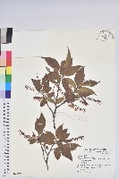 藏品(南燭)的圖片