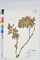 藏品(著生杜鵑)的圖片