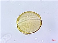 藏品(能高金絲桃)的圖片