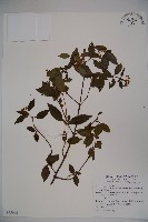 藏品(狹葉莢迷)的圖片