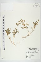 藏品(星果佛甲草)的圖片