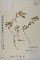 藏品(森氏菊)的圖片