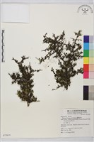 藏品(變葉鼠李)的圖片