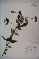 藏品(松田氏莢迷、宜昌莢迷)的圖片