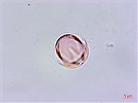 藏品(排香草)的圖片