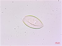 藏品(細葉麥門冬)的圖片