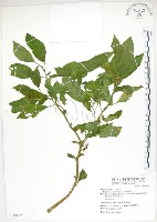 藏品(美洲商陸)的圖片