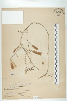 藏品(穿山龍)的圖片