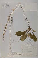 藏品(臺灣鬼督郵)的圖片