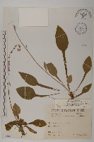 藏品(臺灣鬼督郵)的圖片