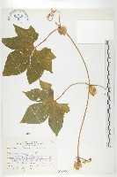 藏品(雙輪瓜)的圖片