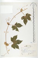 藏品(雙輪瓜)的圖片