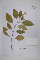 藏品(長花九頭獅子草、山藍)的圖片