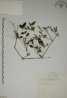 藏品(爵床)的圖片