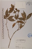 藏品(草珊瑚、紅果金粟蘭)的圖片