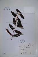 藏品(阿里山忍冬、漸尖葉忍冬)的圖片