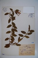 藏品(忍冬、金銀花)的圖片