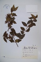 藏品(紅子莢迷)的圖片