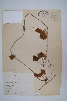 藏品(黑眼花)的圖片