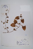 藏品(黑眼花)的圖片