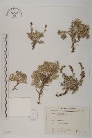 藏品(山艾)的圖片