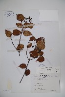 藏品(樺葉莢迷、玉山莢迷)的圖片