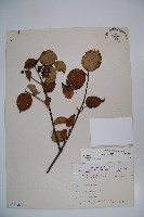 藏品(樺葉莢迷、玉山莢迷)的圖片