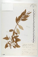 藏品(臺灣胡頹子)的圖片