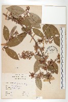 藏品(鄧氏胡頹子)的圖片