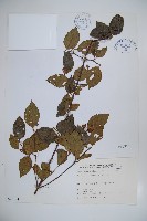 藏品(呂宋莢迷)的圖片