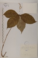 藏品(臺灣及己)的圖片