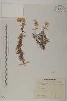 藏品(抱莖籟簫)的圖片