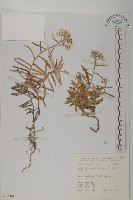 藏品(抱莖籟簫)的圖片