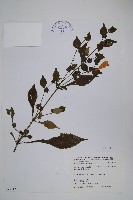 藏品(曲莖馬藍)的圖片