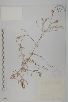 藏品(蠅子草)的圖片