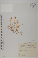 藏品(玉山蠅子草)的圖片