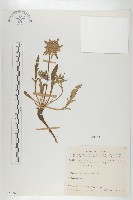 藏品(玉山山蘿蔔)的圖片