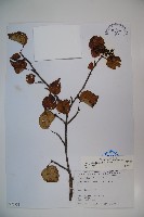 藏品(樺葉莢迷、玉山莢迷)的圖片