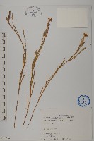 藏品(玉山石竹)的圖片