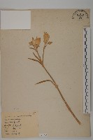 藏品(康乃馨、荷蘭瞿麥、紅茂草、香剪絨花)的圖片